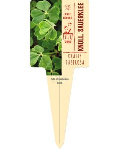 Oxalis Tuberosa, Bildstecketikett VS