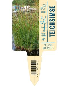 Scirpus lacustris, Bildstecketikett VS