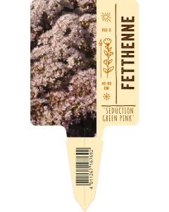 Sedum telephium 'Seduction Green Pink', Bildstecketikett VS