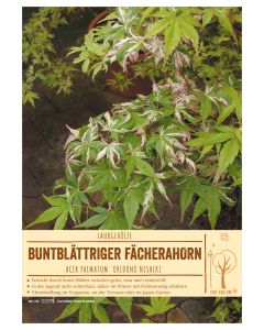 Sortenschild, Acer palmatum 'Oridono nishiki'
