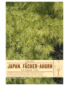 Sortenschild, Acer palmatum 'Seiryu'