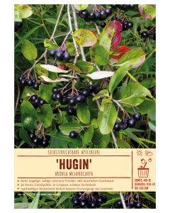 Sortenschild, Aronia melanocarpa 'Hugin'