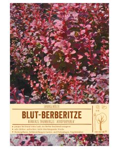 Sortenschild, Berberis thunbergii 'Atropurpurea'