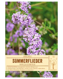 Sortenschild, Buddleja alternifolia