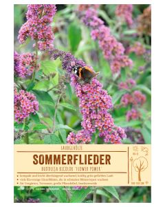 Sortenschild, Buddleja bicolor 'Flower Power'