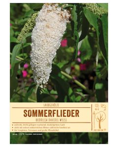 Sortenschild, Buddleja davidii