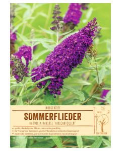 Sortenschild, Buddleja davidii 'African Queen'