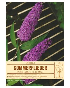 Sortenschild, Buddleja davidii 'Ile de France'