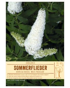 Sortenschild, Buddleja davidii 'White Profusion'