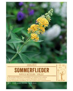 Sortenschild, Buddleja weyeriana 'Sungold'