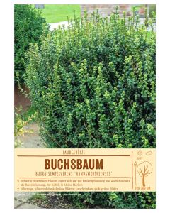 Sortenschild, Buxus sempervirens 'Handsworthiensis'