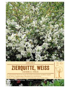 Sortenschild, Chaenomeles-Hybride