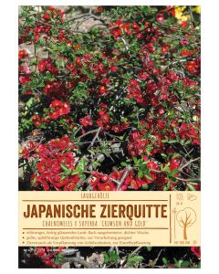 Sortenschild, Chaenomeles x superba 'Crimson and Gold'