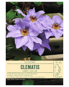 Sortenschild, Clematis-Hybr. 'Blue Gem'