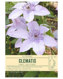 Sortenschild, Clematis-Hybr. 'Hagley Hybrid'
