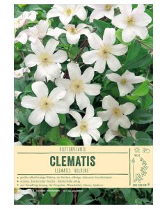 Sortenschild, Clematis-Hybr. 'Huldine'