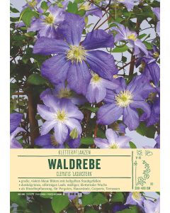 Sortenschild, Clematis-Hybr. 'Lasurstern'