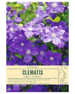 Sortenschild, Clematis-Hybr. 'Jackmanii'