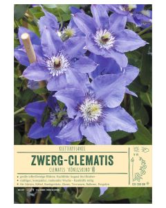 Sortenschild, Clematis-Hybr. 'K?nigskind'(R)