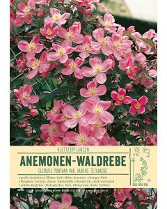 Sortenschild, Clematis montana 'Tetrarose'