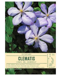 Sortenschild, Clematis 'Mrs. Cholmondeley'