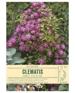 Sortenschild, Clematis-Hybr. 'Ville de Lyon'
