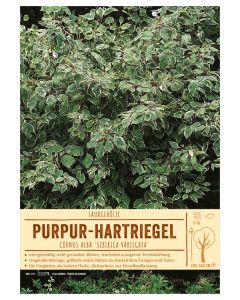 Sortenschild, Cornus alba 'Sibirica Variegata'