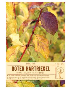 Sortenschild, Cornus sanguinea 'Midwinter Fire'