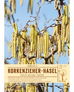 Sortenschild, Corylus avellana 'Contorta'