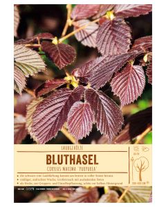 Sortenschild, Corylus maxima 'Purpurea'