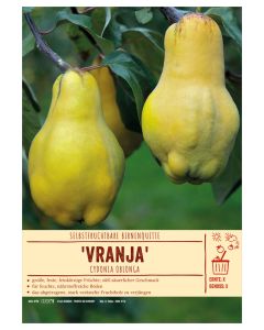 Sortenschild, Cydonia oblonga 'Vranja'