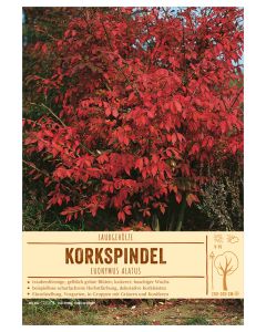 Sortenschild, Euonymus alatus