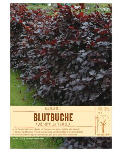 Sortenschild, Fagus sylvatica 'Purpurea'