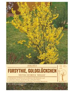 Sortenschild, Forsythia interm. 'Minigold'