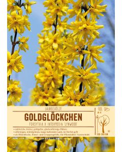 Sortenschild, Forsythia x intermedia 'Lynwood'