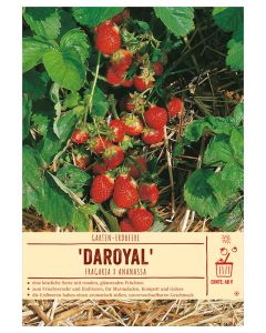 Sortenschild, Fragaria x ananassa 'Daroyal'
