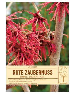 Sortenschild, Hamamelis intermedia 'Diane'