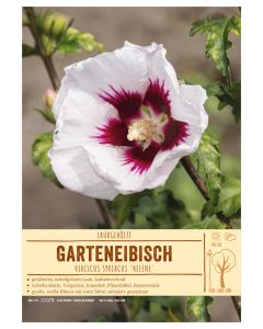 Sortenschild, Hibiscus syriacus 'Helene'