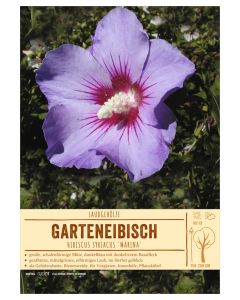 Sortenschild, Hibiscus syriacus 'Marina'
