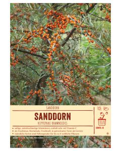 Sortenschild, Hippophae rhamnoides