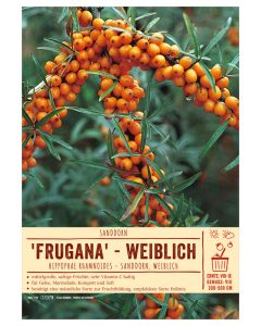 Sortenschild, Hippophae rhamnoides 'Frugana'
