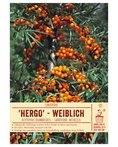 Sortenschild, Hippophae rhamnoides 'Hergo'