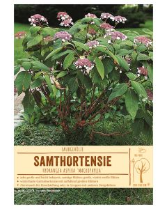Sortenschild, Hydrangea aspera 'Macrophylla'