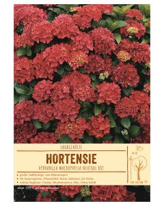 Sortenschild, Hydrangea macrophylla