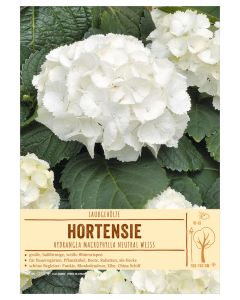 Sortenschild, Hydrangea macrophylla