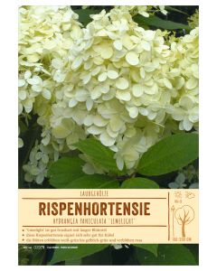Sortenschild, Hydrangea paniculata 'Limelight'