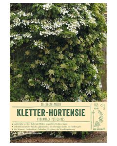 Sortenschild, Hydrangea petiolaris