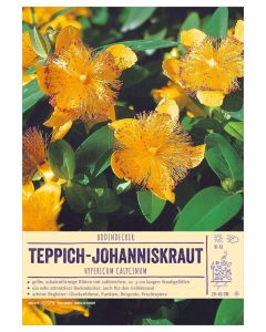 Sortenschild, Hypericum calycinum