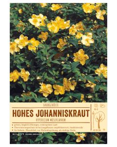 Sortenschild, Hypericum moserianum