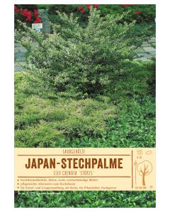 Sortenschild, Ilex crenata 'Stokes'